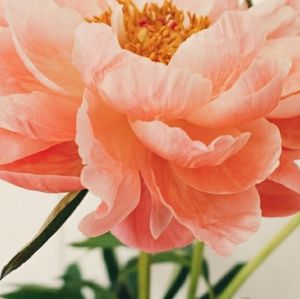 Meet your Posher, Briana